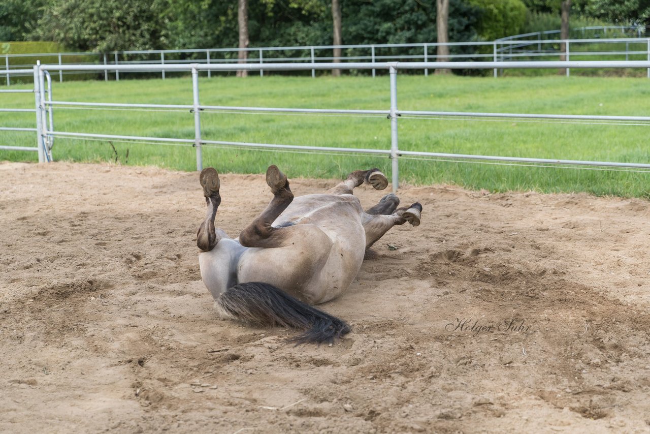 Bild 66 - Pony Akademie Turnier